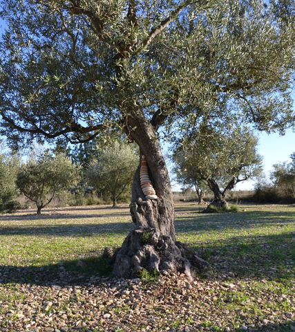 Steine im Olivenbaum1